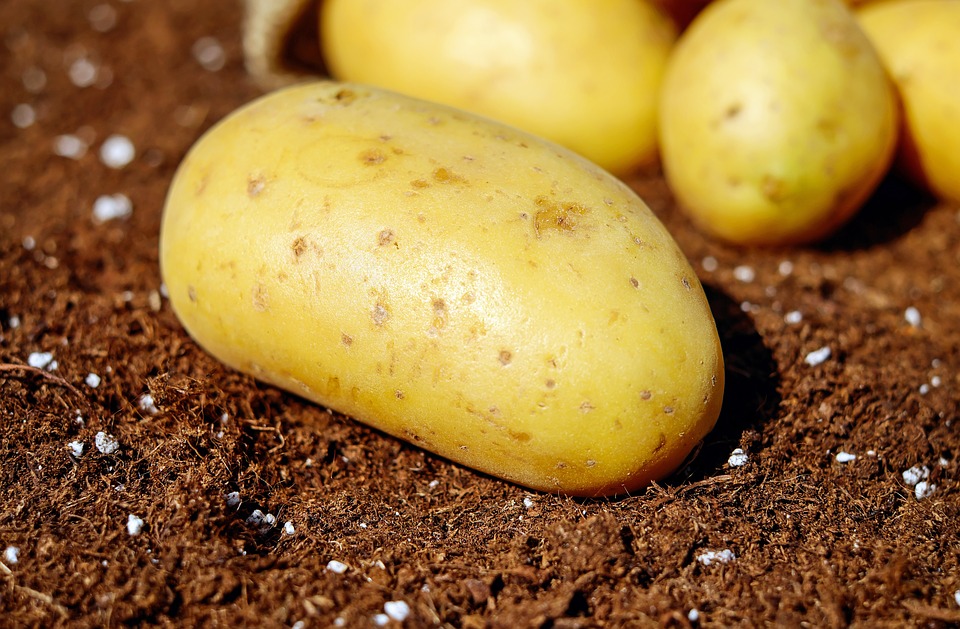 Potato 897mg