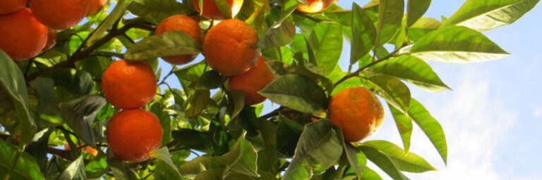 Food, Nutrition and Your Immune System