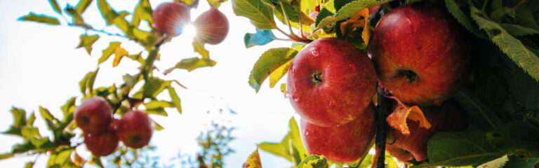 10 Best Apple Recipes for Autumn